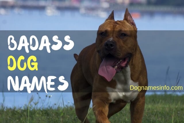 Most Famous Badass Dog Names