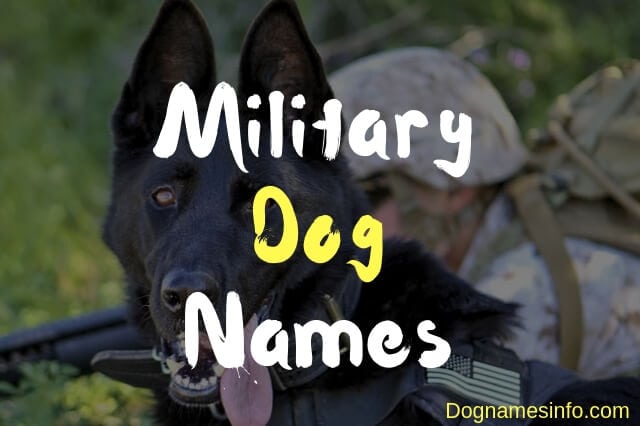 Female Military Dog Names