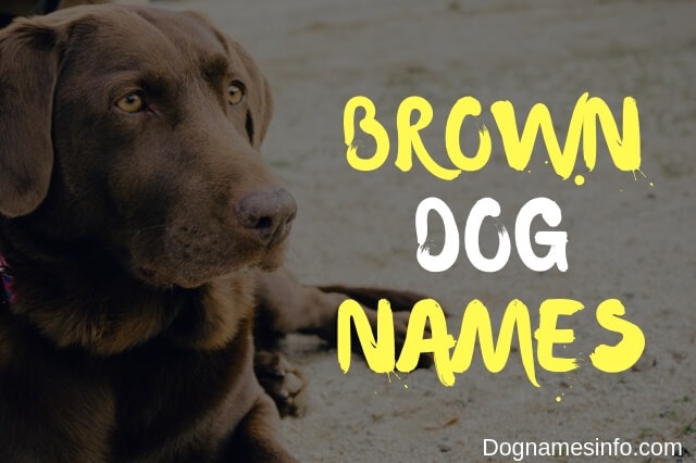 Unique Brown Dog Names