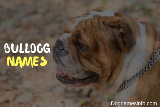Unique Bulldog Names
