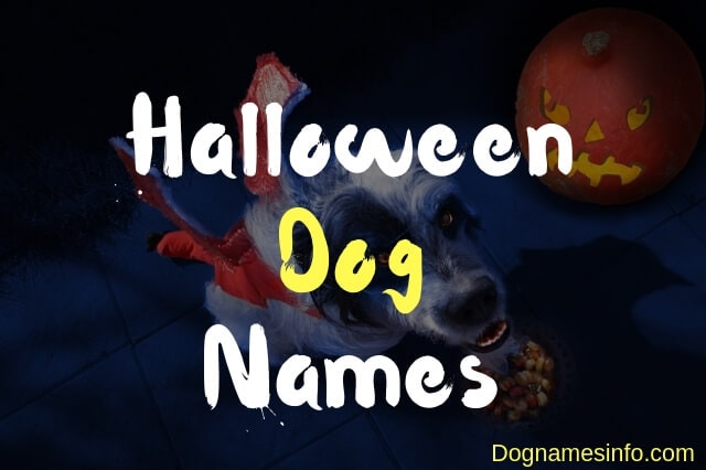 Unique Halloween Dog Names