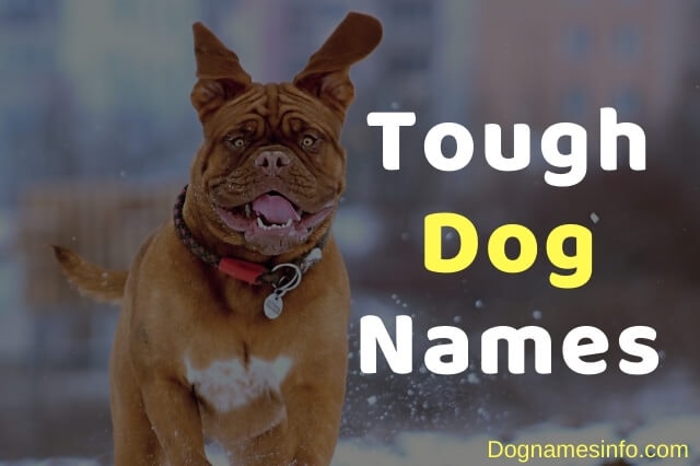 Unique Tough Dog Names