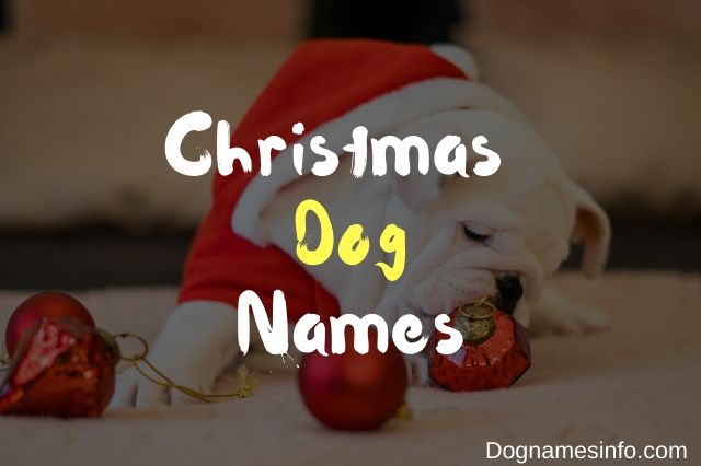 Unique Christmas Dog Names