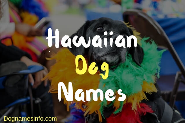 Best Hawaiian Dog Names