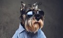 Designer Dog Names