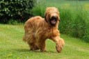 Cute Female Briard Names