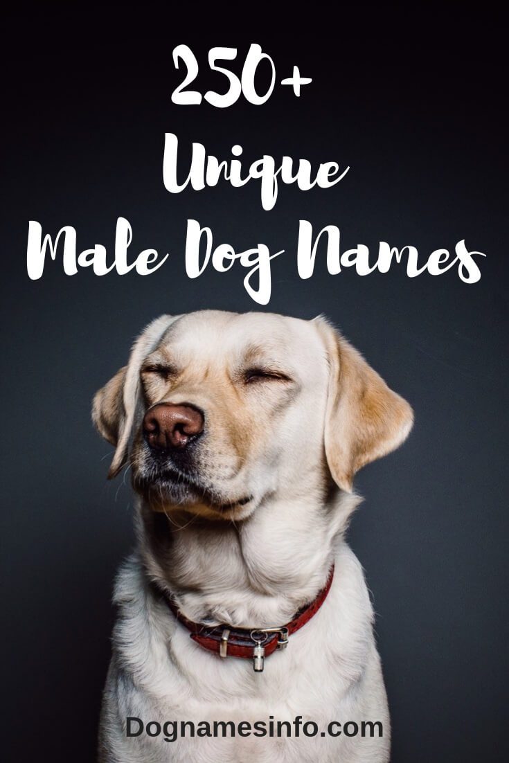 Best Male Dog Names