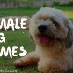 Female Dog Names