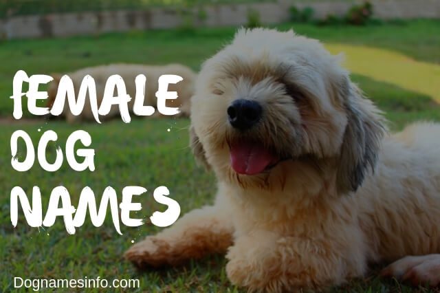 Female Dog Names 2020 250 Unique Girl Puppy Names Ideas