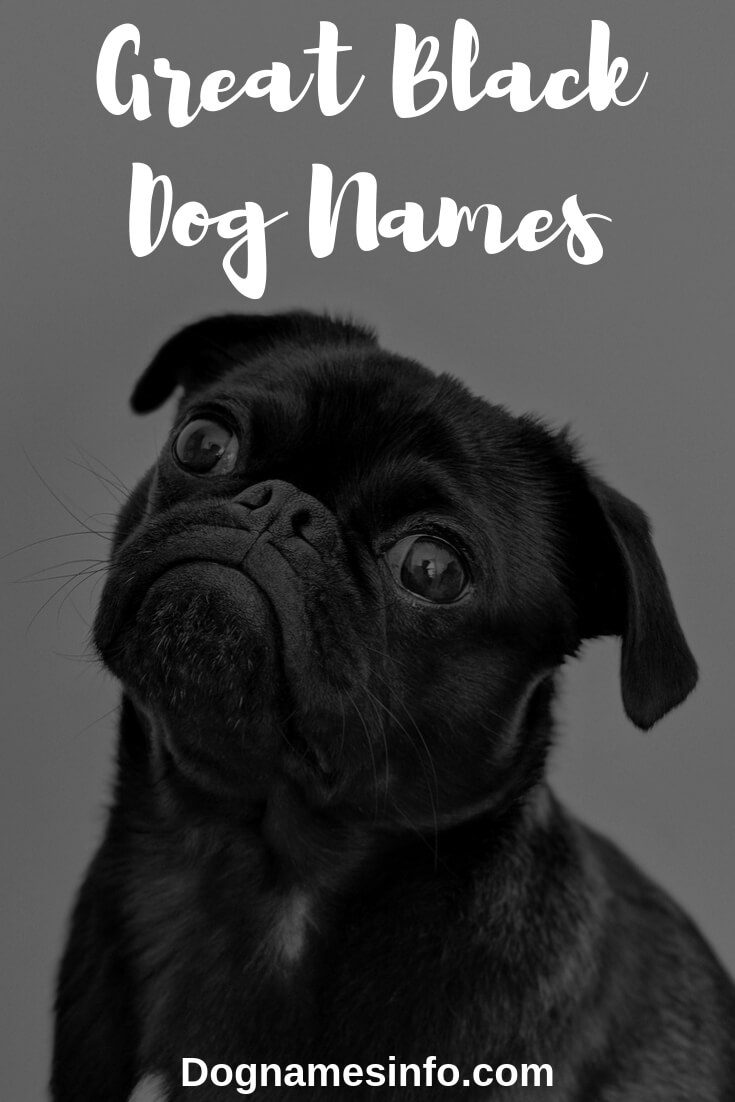 500-badass-funny-black-dog-names-with-meanings-2022