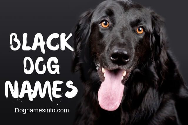 500+ Badass Funny Black Dog Names with Meanings 2023