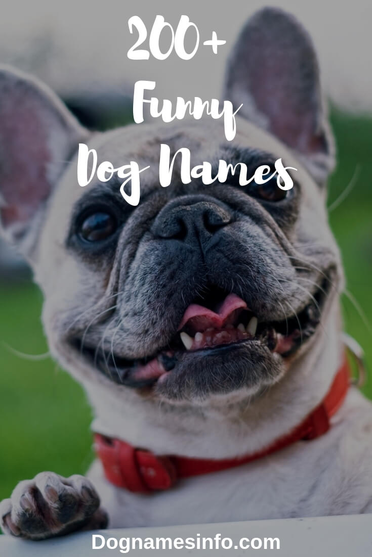 Funny Dog Names Pinterest