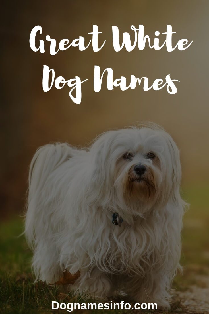 Fluffy White Dog Names 2022 -【300+ Snow-Colored Pups List!】