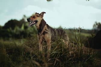 Badass Hunting Dog Names