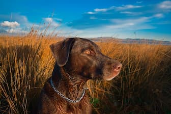 Duck Hunting Dog Names