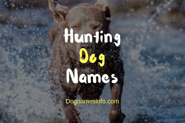 Hunting Dog Names