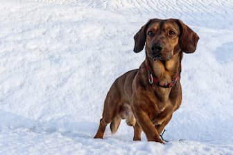 Unisex Hunting Names for Dogs