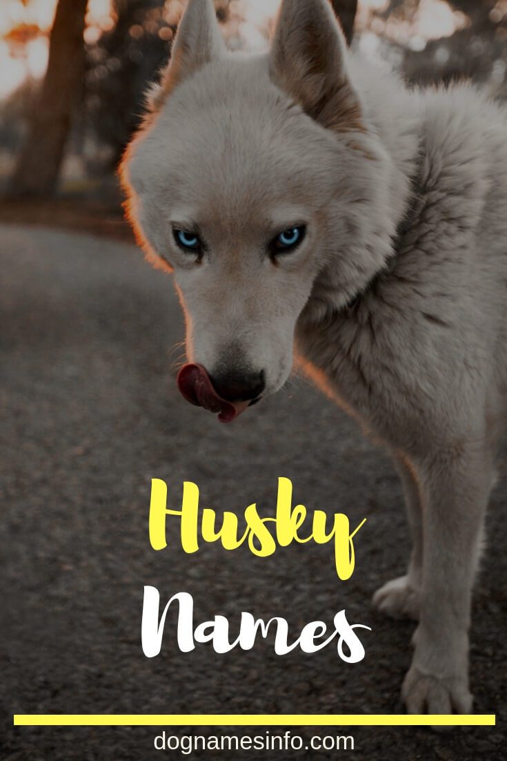 Best Husky Dog Names