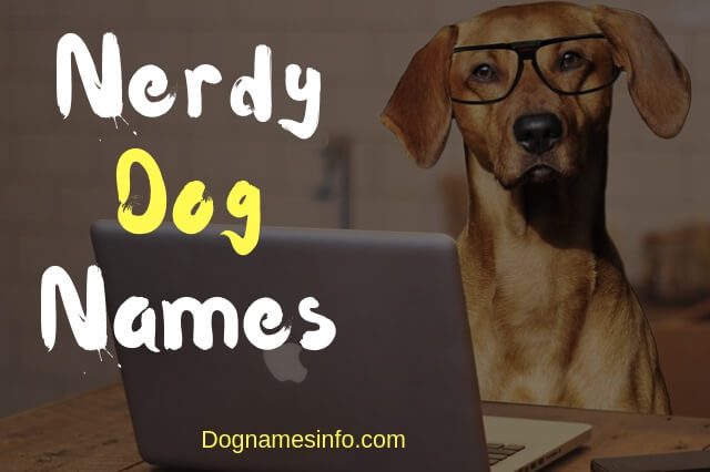 Nerdy Dog Names