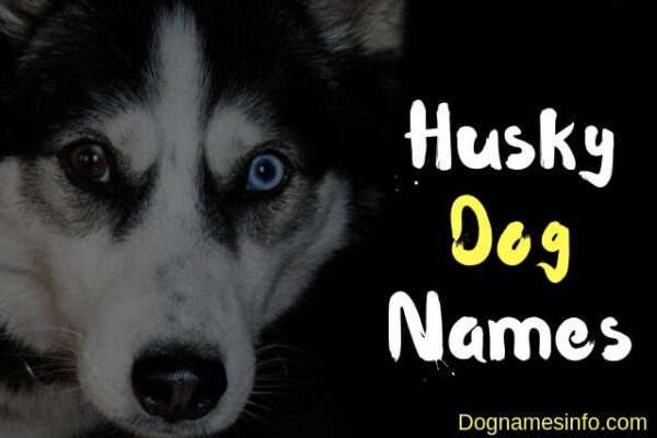 Husky Dog Names 2022 – 250+ Superb Names for Your Siberian Husky