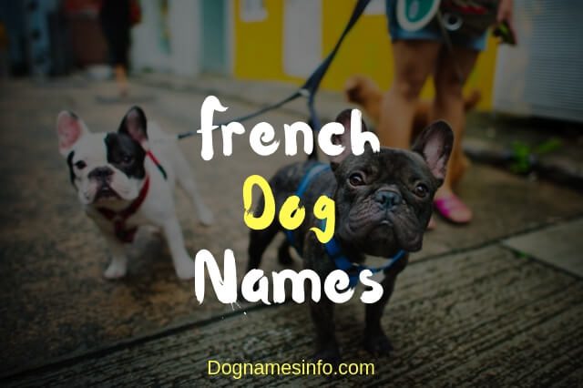 French Bulldog Names