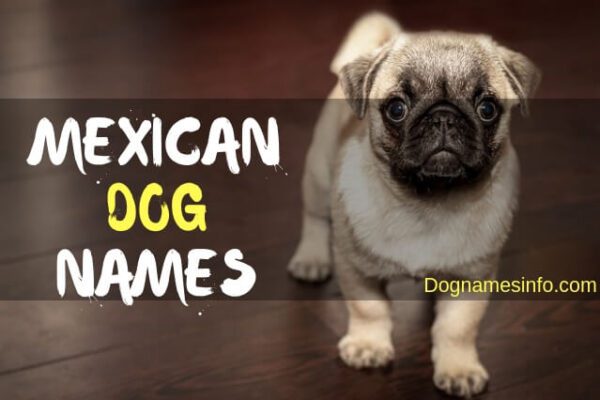 mexican-dog-names-2022-500-ultimate-list