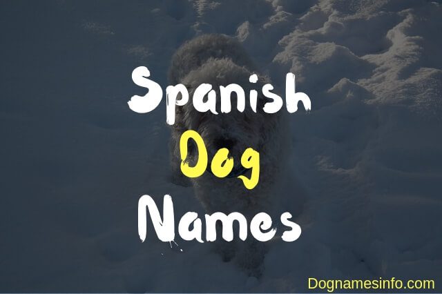 Water Spanish Dog Names