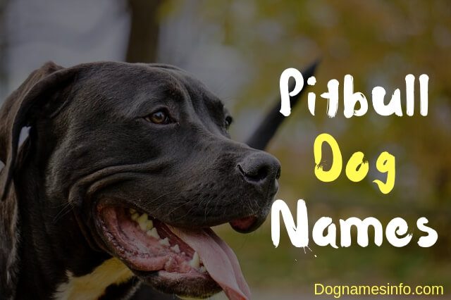 Ultimate List of Top 1000 Pitbull Dog Names for Male & Female 2022