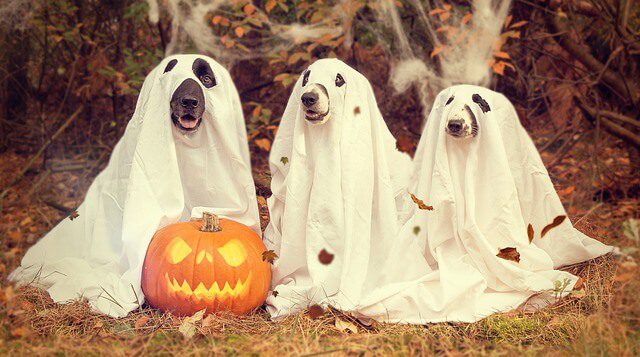 Halloween Themed Dog Names