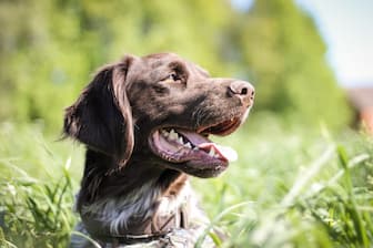 Best Hunting Dog Names Perfect For Your Tough Pup