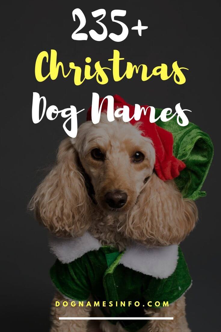 Best Dog Names for Christmas