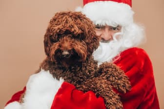 Christmas Inspired Dog Names