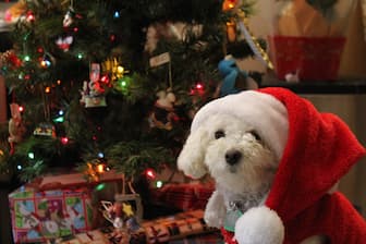 Dog Names Inspired By Holiday Characters