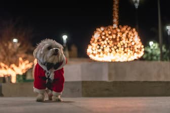 Dog Names Inspired By Holiday Songs