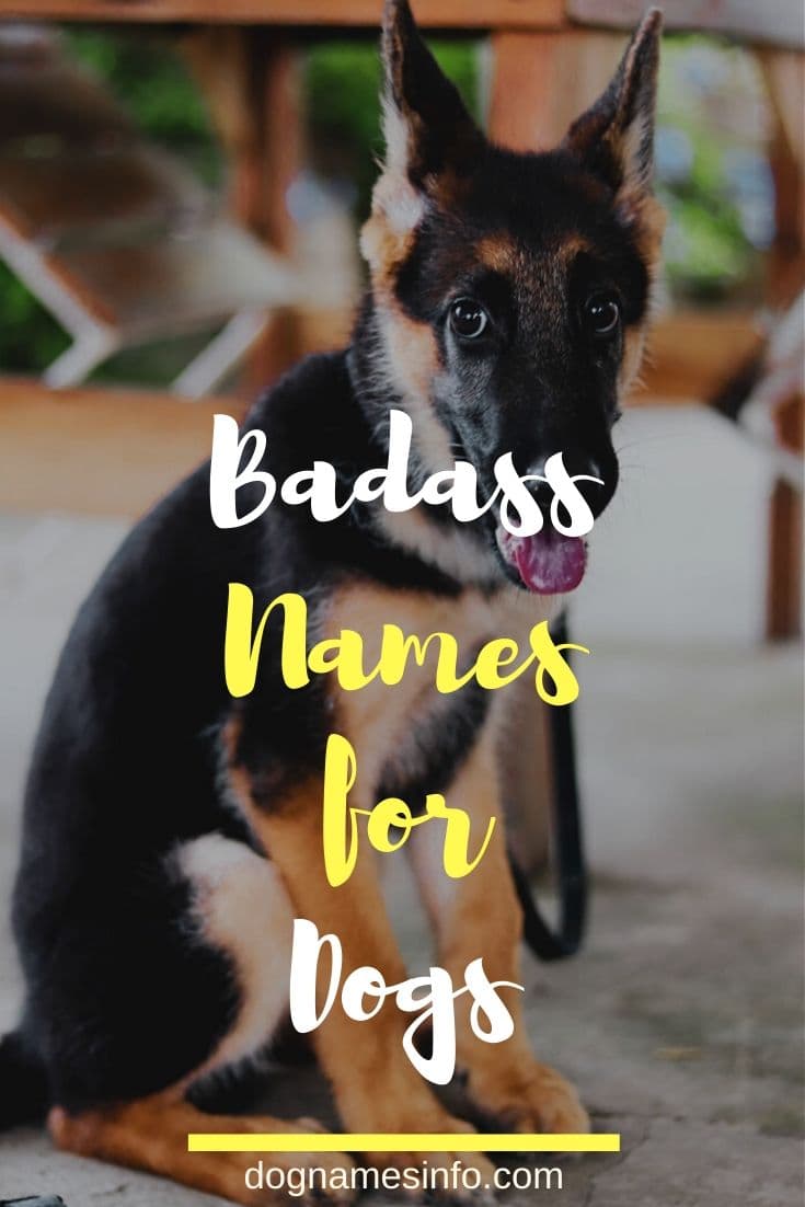 Most Famous Dog Names