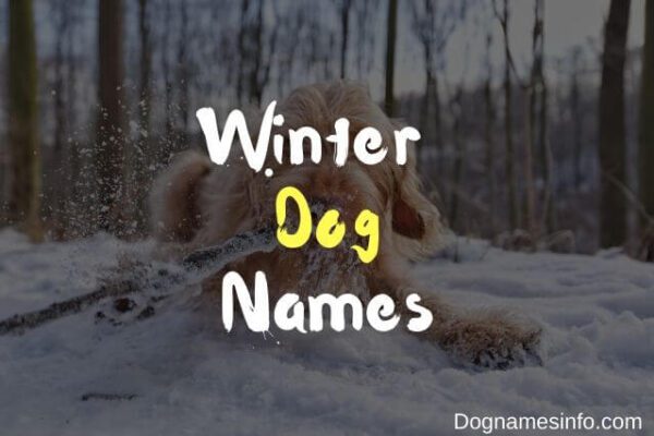 unique-winter-dog-names-115-names-inspired-by-cold-weather-2022