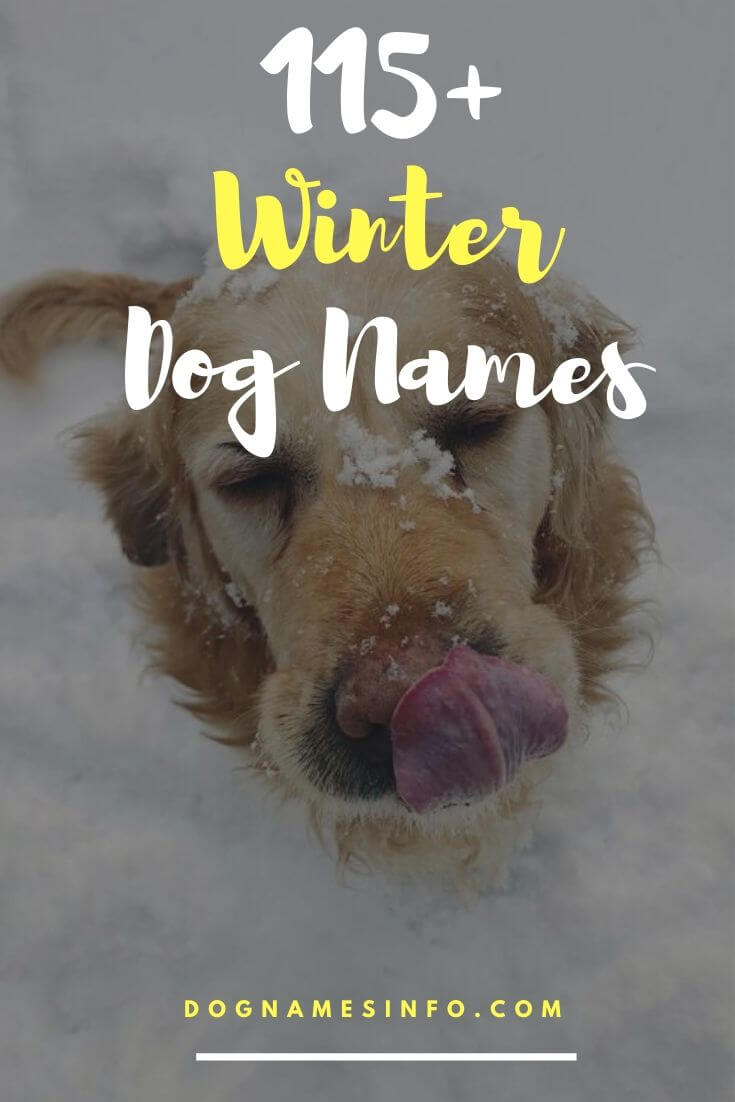 Winter-inspired Dog Names