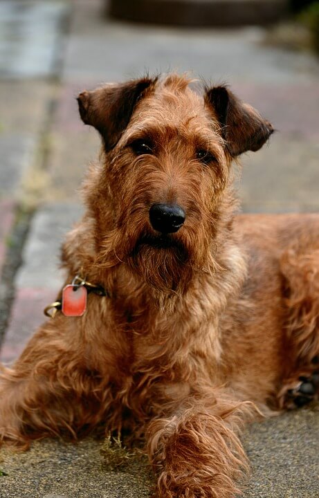 Irish Terrier dog
