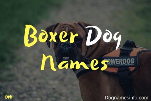boxer puppy names
