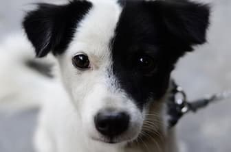 Black and White Cute Dog Names