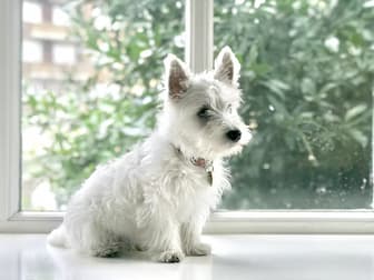Cute Dog Names for White Dogs