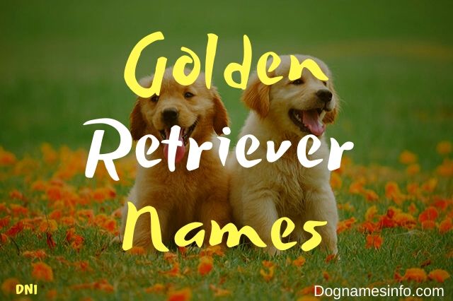 Golden Retriever Dog Names
