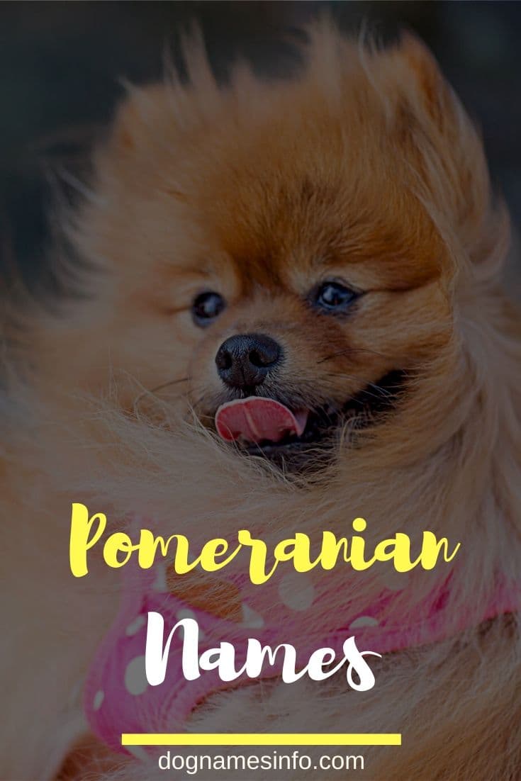 Pomeranian Names