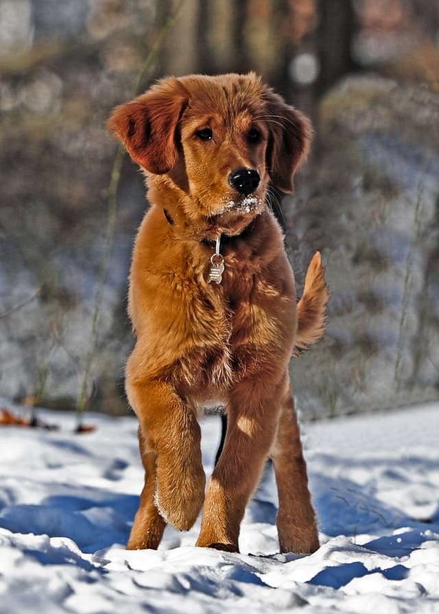 selective-photo-of-dark-golden-retriever-puppy