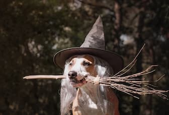 Best Harry Potter Names for Dogs