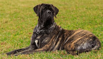 Best Names for Brindle Colored Dogs