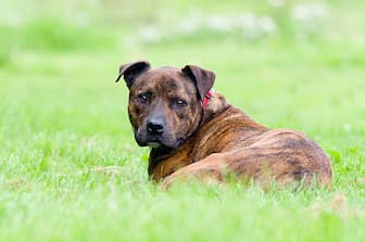 Brindle Staffy Names for Dogs