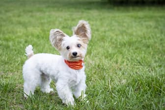 Small Dog Names for Girls