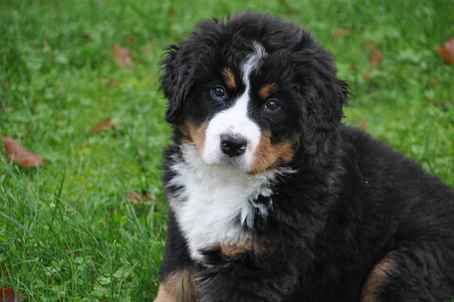 250+ The Most Popular UNIQUE Bernese Mountain Dog Names