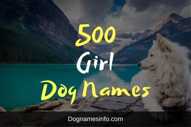 500 Girl Dog Names